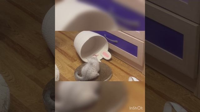 ЧТО ДЕЛАЕТ МИЛФИ? УЗНАЕМ КАКИЕ МЫ НОВЫЕ ИГРУШКИ КУПИЛИ!