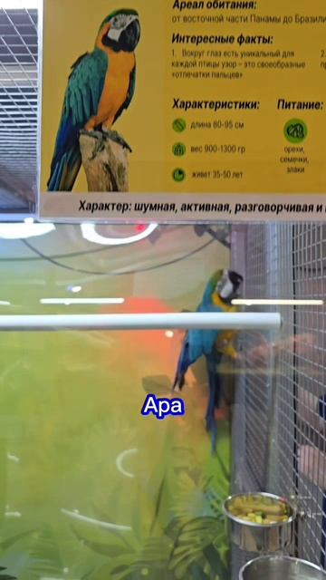 современный дракон