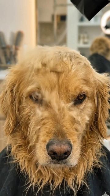 Собаке сделали стрижку «под миску» 😂✂️ | Самое смешное преображение! #СтрижкаСобаки #Собака