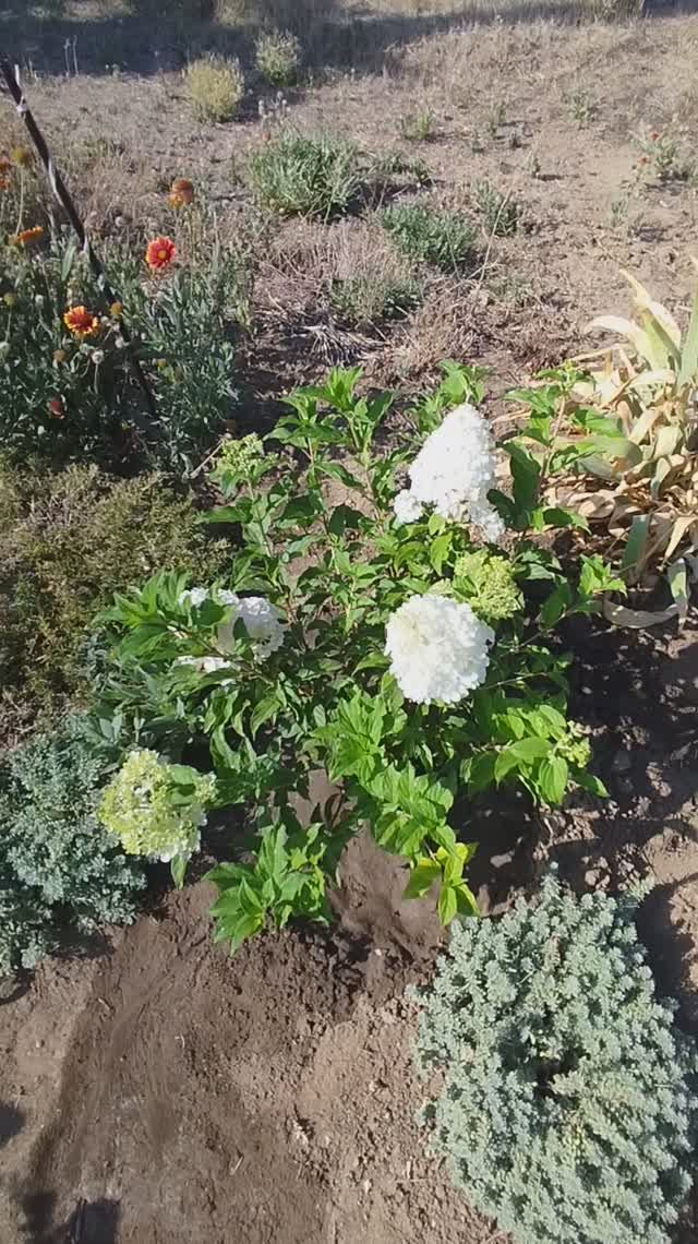 Метельчатая гортензия Ванила Фрайз.