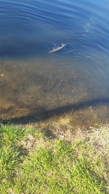 Щука активно клевала с 9 до 11. Одна из пойманых. Отпустил.