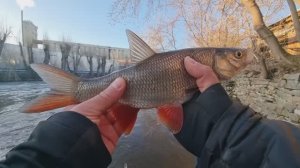 Рыбалка. Мормышка & микроджиг . Бешеный клев. Язь на каждой проводке. Рыбалка с Johnny fish.