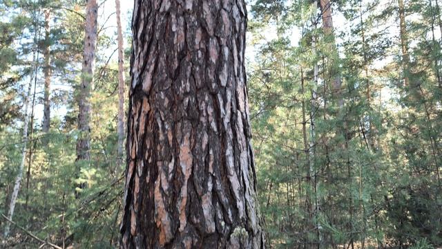 ЛЕСНАЯ ПРОГУЛКА