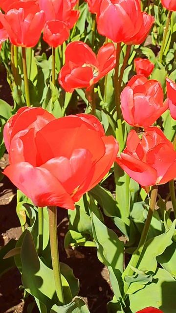 Тюльпаны🌷Кисловодск