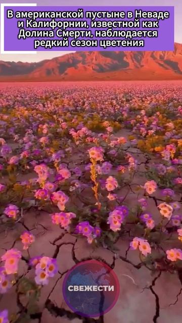 В американской пустыне в Неваде известной как Долина Смерти, наблюдается редкий сезон цветения