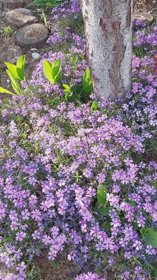 Что цветёт в саду на конец апреля - начало мая.