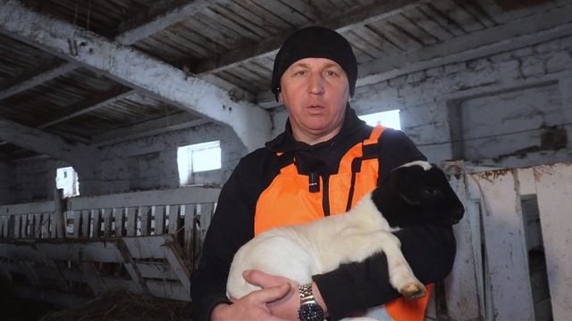 Весна на ферме