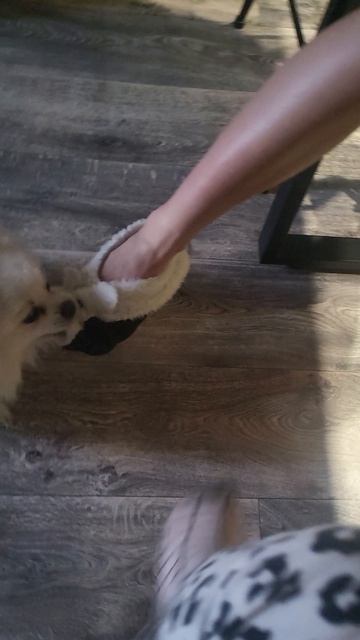 Тянут тапок у сестры