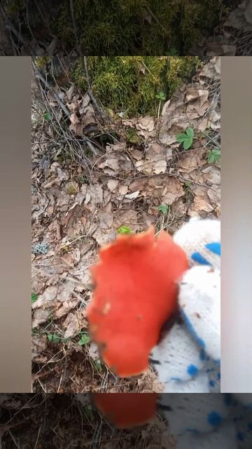 Первые весенние грибы 2026г.