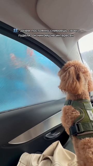 МОЙ ПУДЕЛЬ 🐩