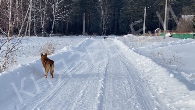 Лучший Друг на Свете ... и свора собак!