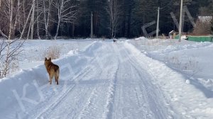 Лучший Друг на Свете ... и свора собак!