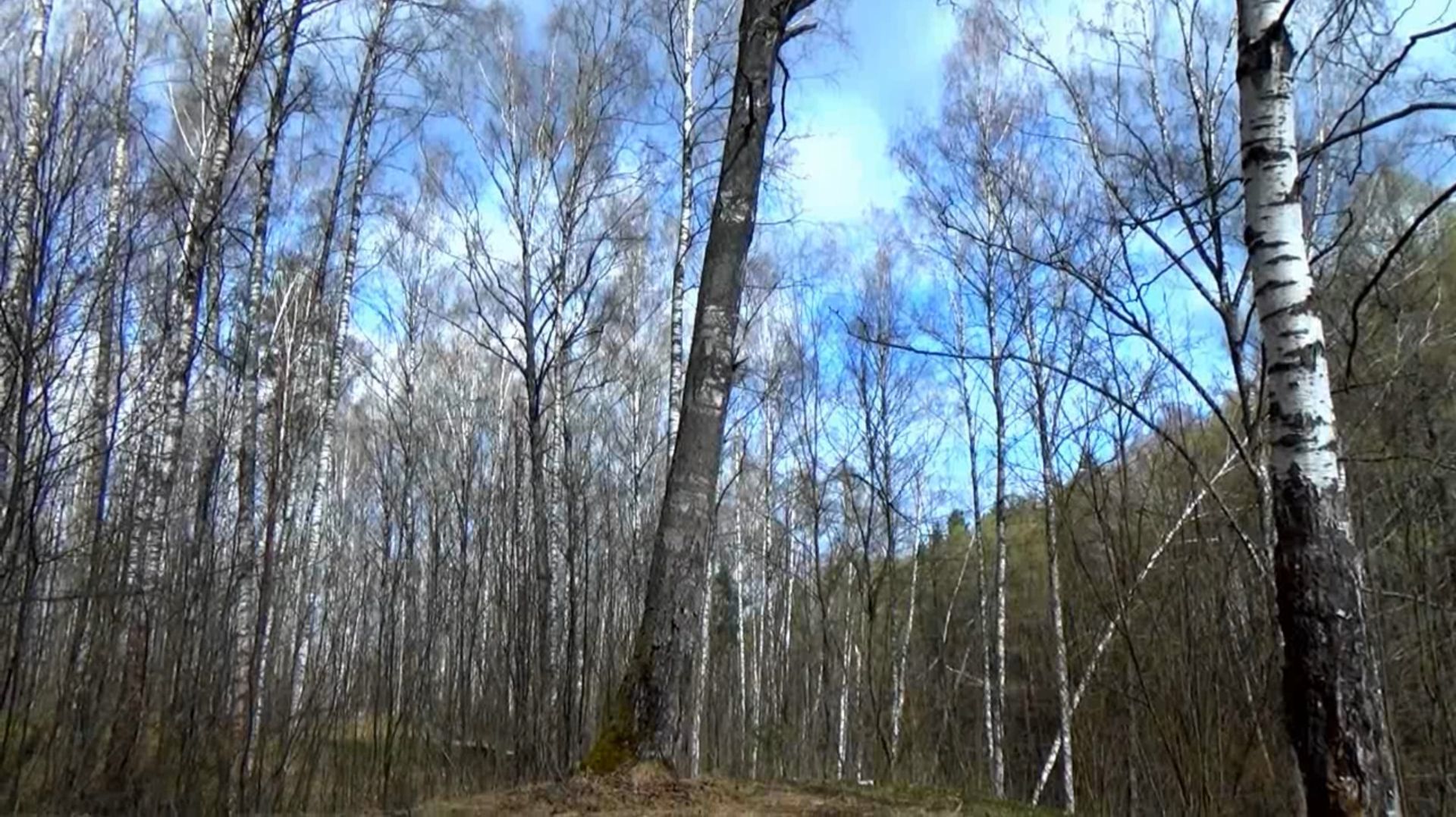 Звуки пения птиц в весеннем лесу.