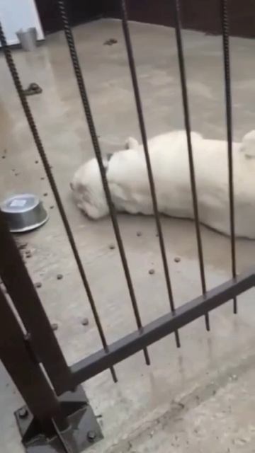 Поддержи наш  проект создания медблока 🙏💯🙏❗Пост в описании 🎥 #сао #собака #алабай #овчарка