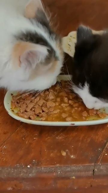 Чудесное питание котят.