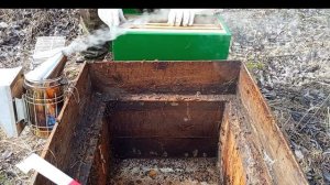 Пересадка пчел в 6-ти рамочник 30 апреля 2026 года на заброшенной пасеке.