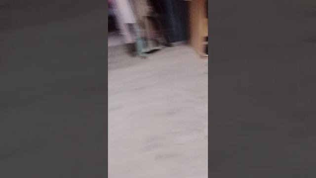 играю с собакой в красную точку