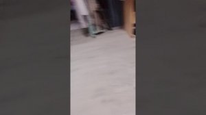 играю с собакой в красную точку