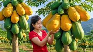 День сбора урожая: более 1000 кг гигантской папайи на продажу — Elli Life.