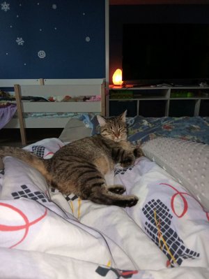 кошки