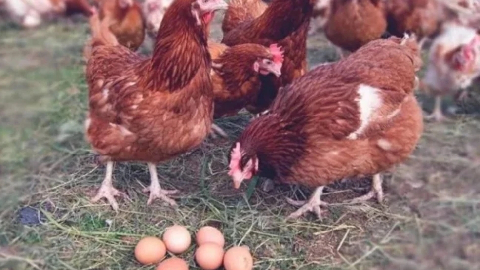 КУРЫ  Ломан Браун минусы породы