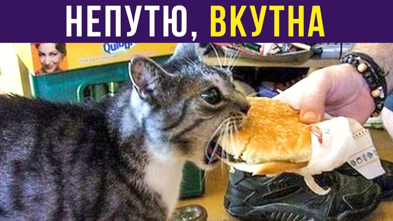 НЕПУТЮ, ВКУТНА!) Приколы с котами