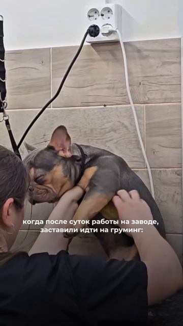 записаться можно по номеру 7 911 081 4252