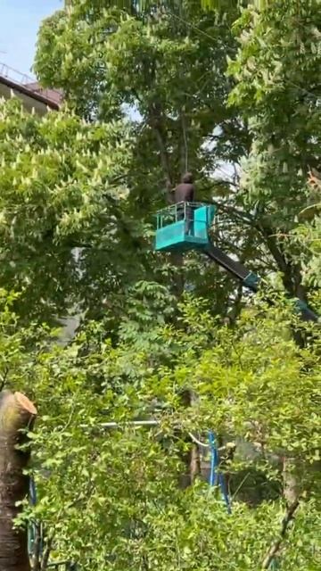 В Краснодаре уничтожают деревья 🌳