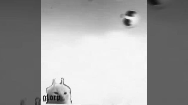 Окак котики 😶