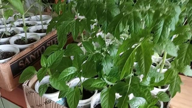 ДОБАВКА ЗОЛЫ И ПИТАТЕЛЬНОЙ ЗЕМЛИ В СТАКАНЧИКИ С РАССАДОЙ - ОТЛИЧНАЯ ПОДКОРМАКА!!