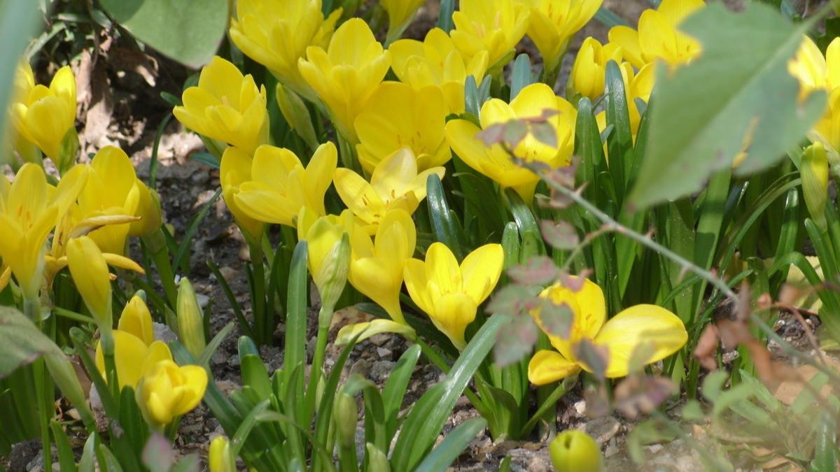 Штербергия желтый осенний крокус