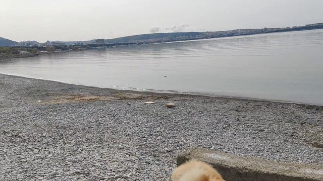 Гуляю с собаками Обычный день