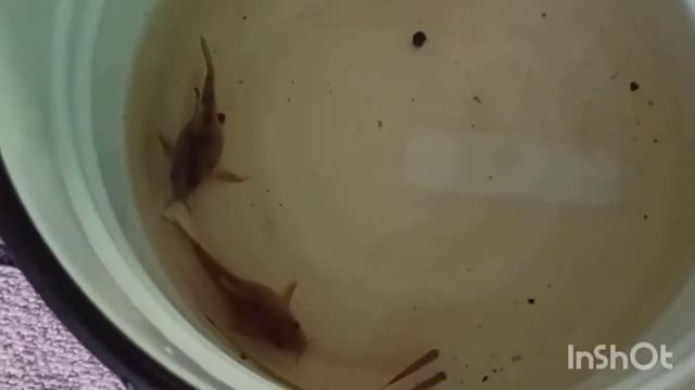 Домашние Хлопоты архив