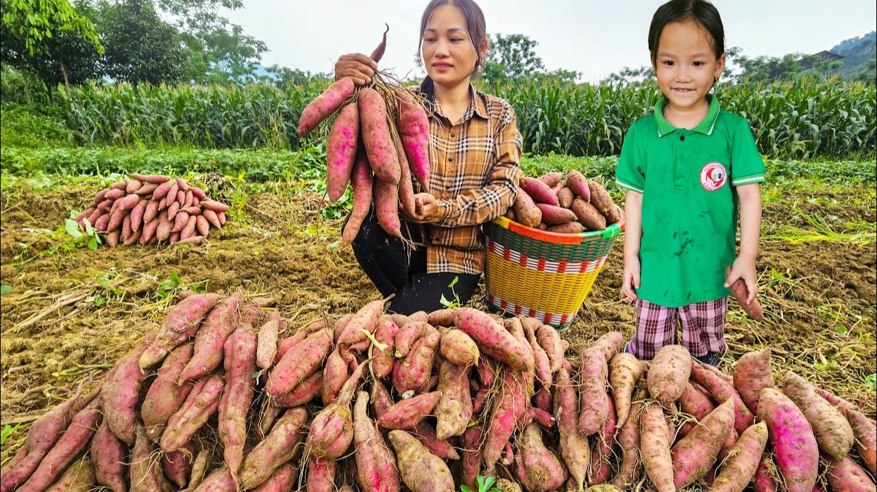 Заготовила урожая гигантского батата и приготовление хрустящих жареных пирожков для продажи.