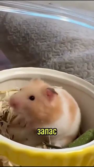 ХОМЯЧОК❤😌🌪