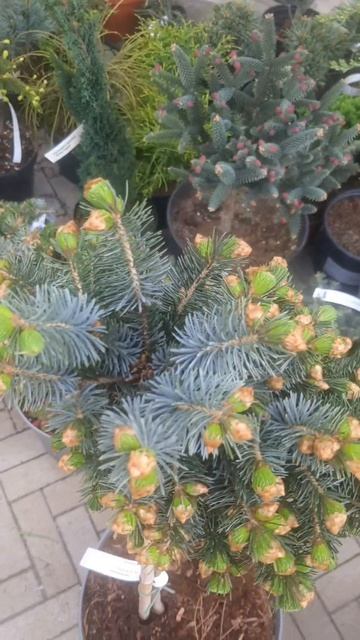 ❤🌲Ель Ситхинская Зильберцверг на штамбе | Telegram: Https://t.me/love_is_hvoiny_dvorik