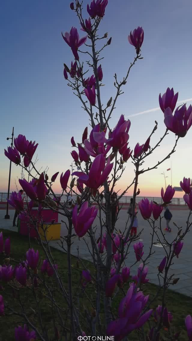 Сириус, Сочи. Март 2026