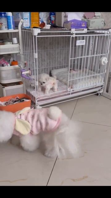 Video_2026-03-20_18-12-41