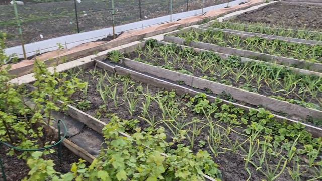 367. Возвратные Заморозки пришли.