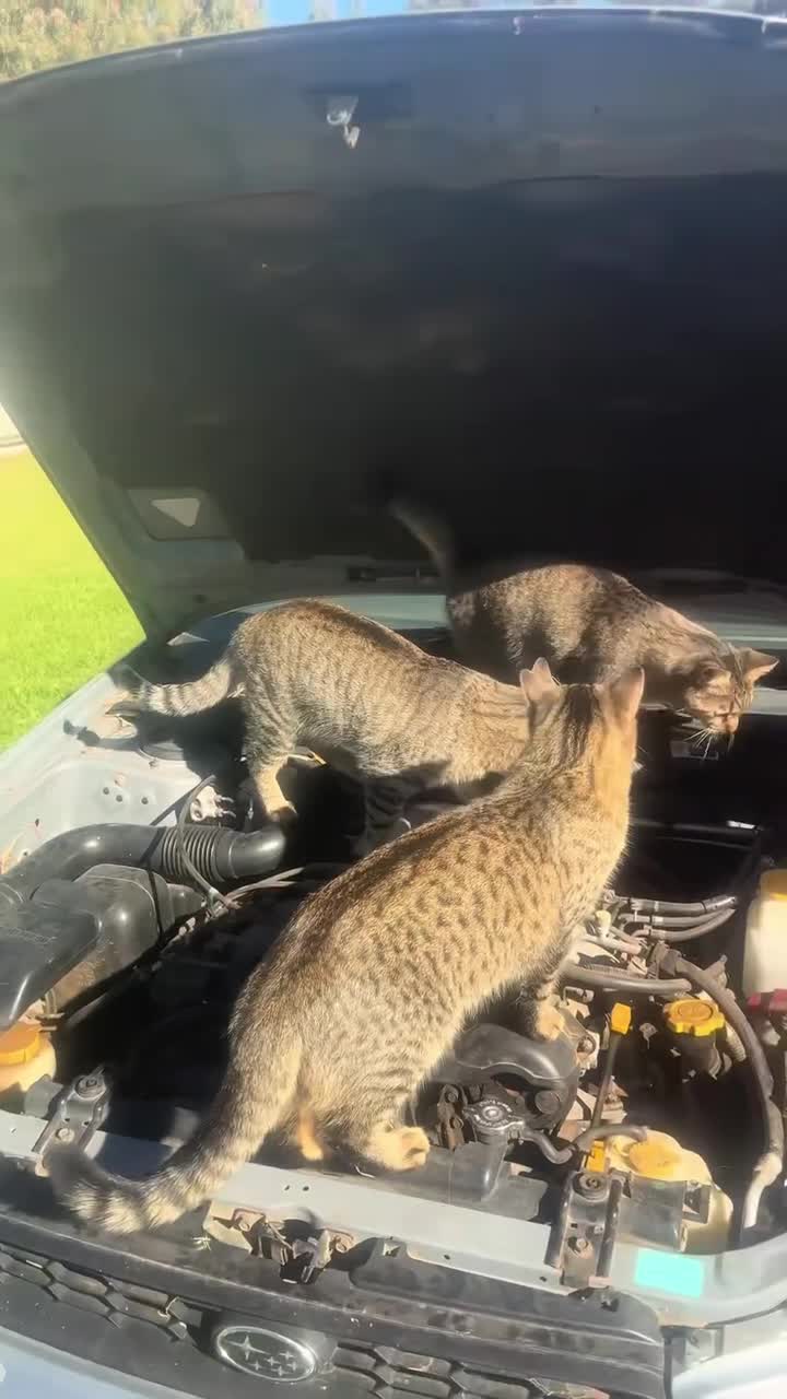 #видео #животные #Милые