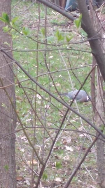 ДИКИЙ ВЯХИРЬ, УЖЕ ПРИЛЕТЕЛИ!!!