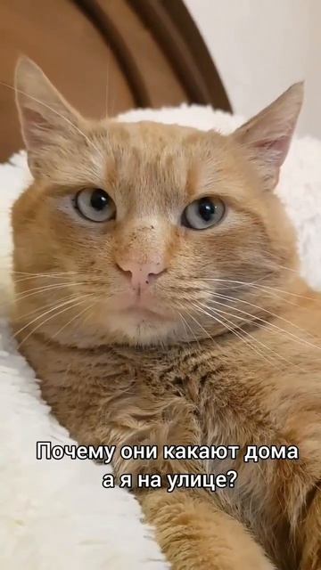 Мысли кота Василия 🤔