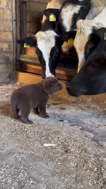 Клип @meowtaverse