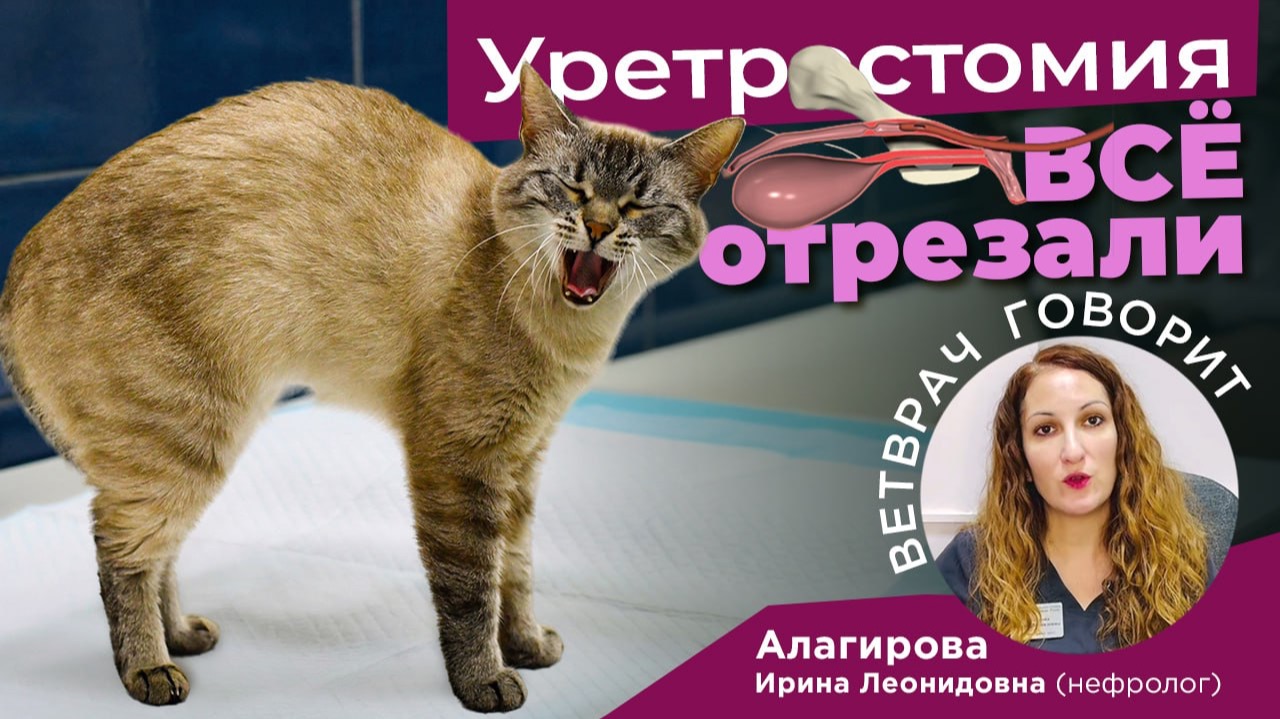 Уретростомия