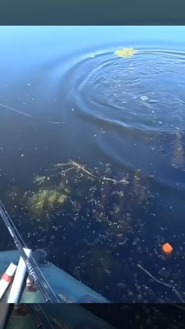 Мощный бросок огромной щуки!.