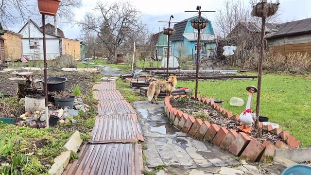 (1263) Лиса приходит в гости. Апрель 2026