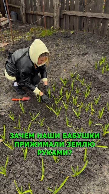 После посадки землю слегка прижимают, чтобы убрать воздушные пустоты вокруг корней