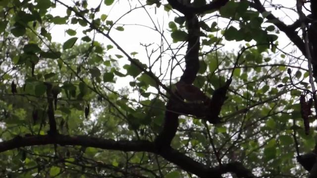 Соловей поёт. Редкий кадр.