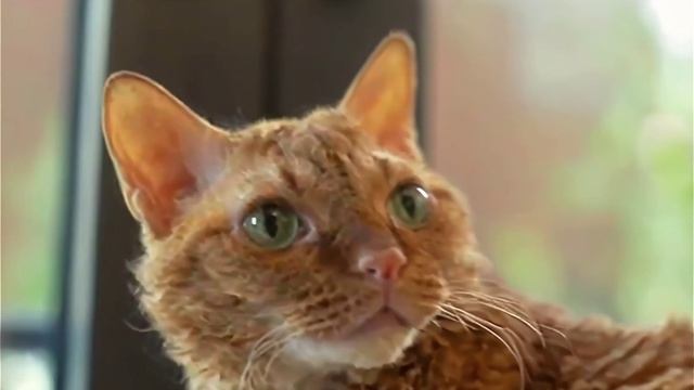 уральский рекс