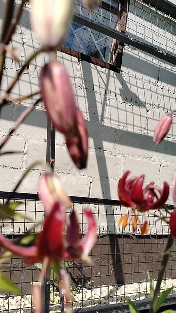 #Астранция цветёт в нашем саду 2025